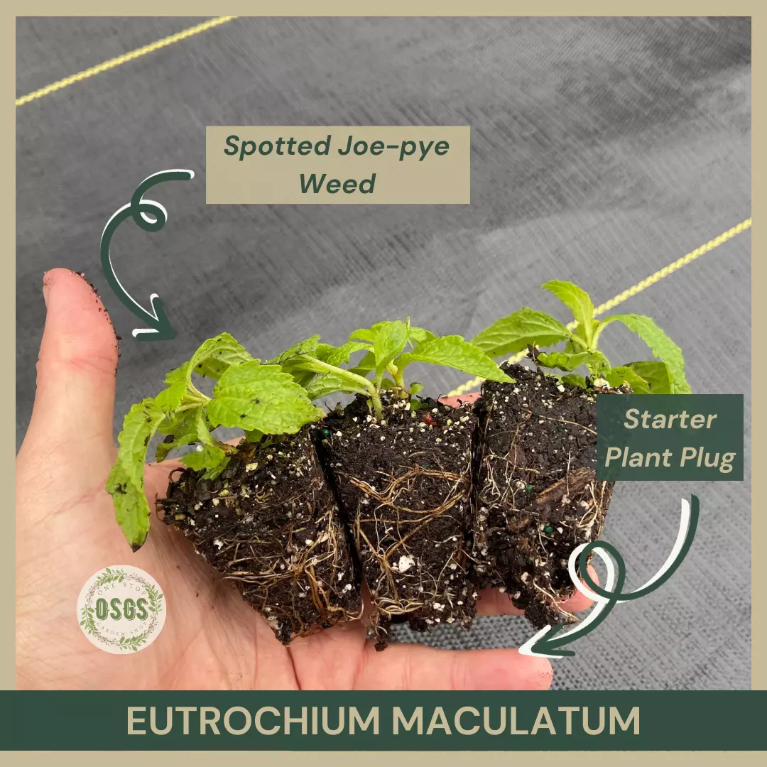 Eutrochium maculatum | Spotted Joe-pye Weed | Starter Plant Plug | Live ... - $19.25