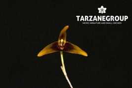 MASDEVALLIA PLANTAGINEA MINIATURE ORCHID MOUNTED - $65.00