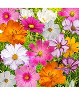 Cosmos Flowers Seed Mix 10 Cosmos Varieties Colorful New Fresh - $8.99