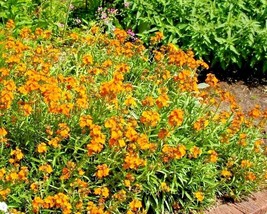 300 English Wallflower Seeds Groundcover Boarders Containers Garden Cut FlowersF - £6.62 GBP