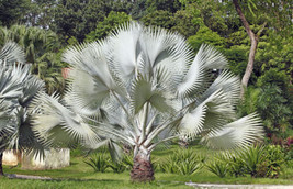 THJAR 5 Silver Saw Palmetto Serenoa Repens Dwarf Palm Tree Shrub Edible Fruit Se - £7.67 GBP