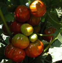 Solanum Aethiopicum African Eggplant 20 Seeds Fresh Gardening USA SELLER - $18.92