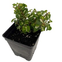 Curly Variegated Creeping Fig Ficus Pumila Terrarium Fairy Garden 2.5 inch  Pot  - $31.96