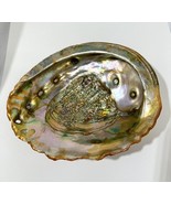 Vintage 60s California Red Abalone Shell Polished Large 7.5” x 6” - $70.13