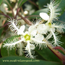 SRN Tristania Conferta Brush Box Tree 20 Seeds Garden - $11.78