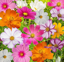 Grow In US Cosmos Crazy Mix 50+ Seeds Heirloom Organic Open Pollinated - £6.29 GBP