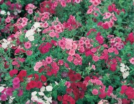 GIB 100 Mixed Colors Drummond Phlox Mix Pink Red White Phlox Drummondii Flower S - £14.38 GBP