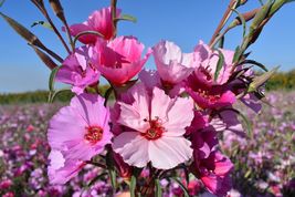 Godetia Tall mix - Premium flower seed - Beautiful Grown in USA - £8.61 GBP