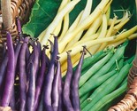 3 Colors Mix Bean Seeds (Mardi Gras Blend) Purple, Yellow, Green Tricolor  - $5.93