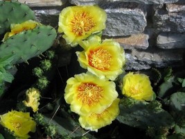 20+ Prickly Pear Cactus Flower Seeds Winter Hardy  - £7.85 GBP