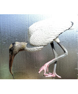Wood Stork Lifesize 32 in. - €291,96 EUR