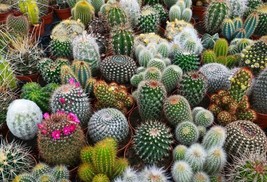 100 SEEDS CACTI MIX PERFECT FOR GARDEN PLANTING IMMEDIATE GARDENING START - $15.96