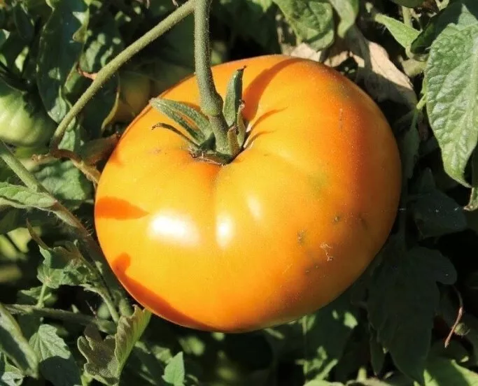 Orange Brandywine Tomato Seeds Organic - $3.50