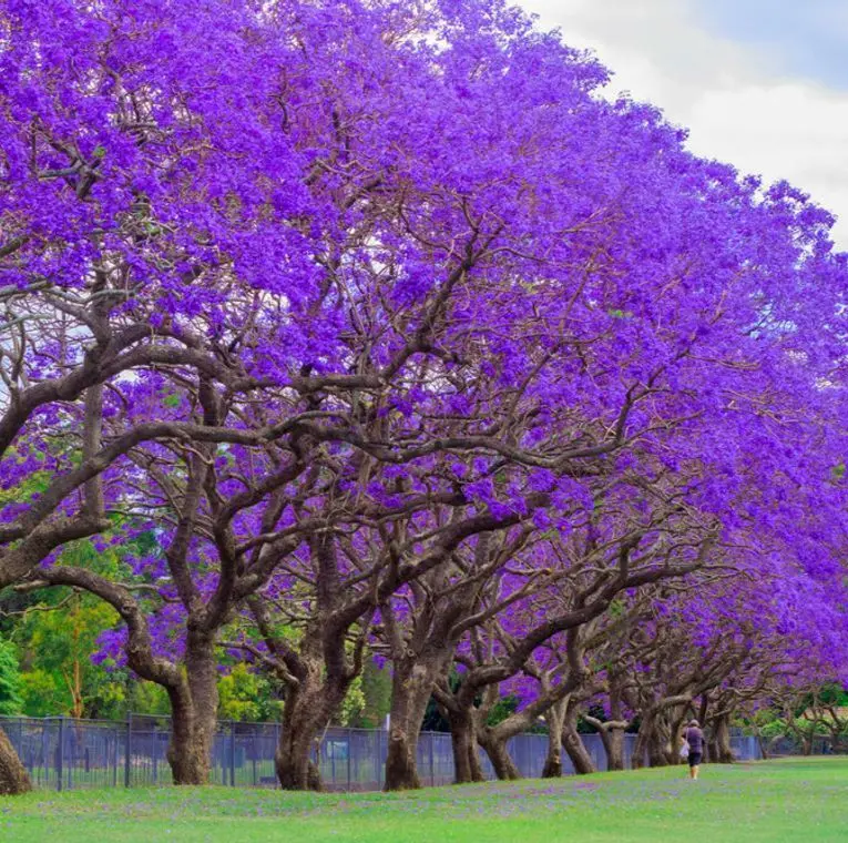 Jacaranda Tree 3-6&quot; Tall Live Plant Shipsted Mimosifolia Purple/Blue - £49.89 GBP