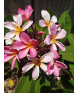 Plumeria Frangipani - Fresh 8-12" Cutting - $9.90