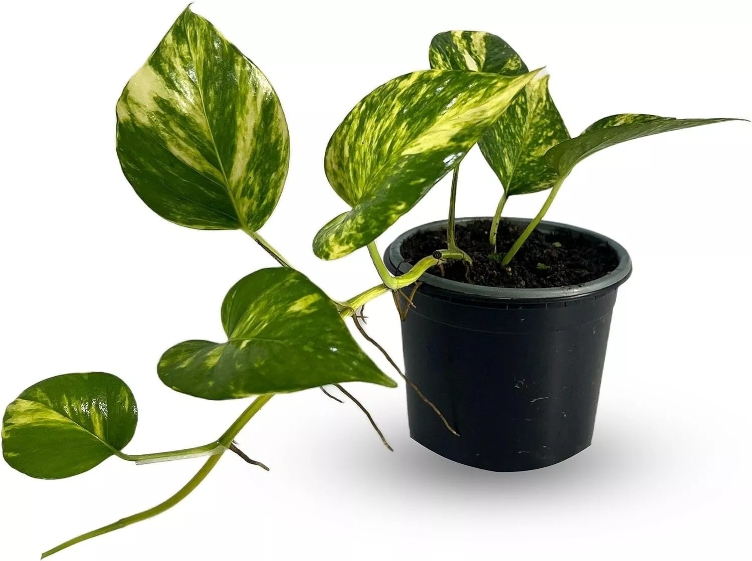 Epipremnum Aureum Golden Pothos Epipremnum Aureum - £29.66 GBP