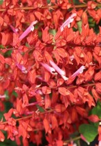 50 Red Lipstick Salvia Seeds Flower Seed Perennial Flowers - £7.98 GBP