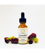 CARNATION Herbal Supplement / Liquid Extract Tincture /Dianthus caryophy... - $19.95