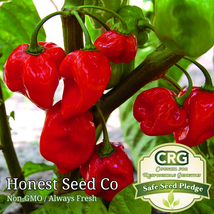 25 Seeds Red Habanero Pepper Non-Gmo - £7.90 GBP