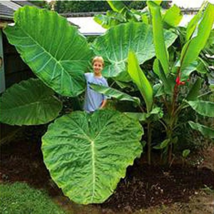 New Fresh Green Giant Taro Seeds Indoor 20Pcs - £3.94 GBP