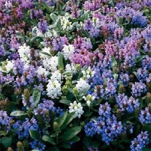 50 Mix Prunella Ground Cover Flower Seeds New Fresh Seeds - £16.14 GBP