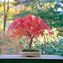 Japanese Maple Bonsai Acer Palmatum Japanese Maple Bonsai Live Plant See... - $31.76 MXN