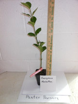 Manhattan Euonymus image 5