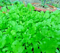 Grow in US 100+ Cilantro Seeds | Autumn Garden | Pest Bug Repellent | Non-Gmo | - £7.09 GBP