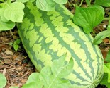 26 Seeds Congo Watermelon Seeds Organic Heirloom Vine Xl 30-50Lbs Summer... - $8.99