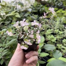 Live Plants Callisia Repens ‘Kribo’! - £40.68 GBP