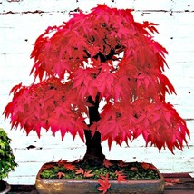 10 red japanese maple tree seeds palmatum atropurpureum cold hardy bonsai plant thumb200