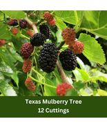 12 Unrooted Texas Mulberry Tree Cuttings (7–10&quot;) – Morus Microphylla Pro... - $31.45 CAD
