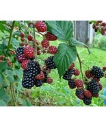 Thornless Blackberry - Rubus rusticanus - 50 seeds G 060 - £2.38 GBP
