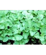 LKS Green Amaranth Seeds Green Leaf Rau Dền Xanh Non-Gmo Heirloom Home G... - $10.89