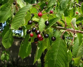 Prunus Serotina (Black Cherry) 20 seeds - £1.30 GBP