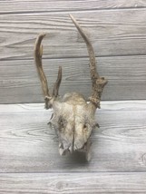 Deer Skull Spike Buck Antlers Nature Worn Decor Man Cave Dead Head Real ... - £27.17 GBP