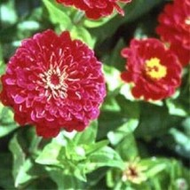 100 Zinnia Seeds Elegans Meteor Red Flower Seeds Garden USA - £7.70 GBP