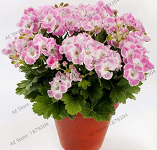 105Pcs/ Bag Bonsai Potted Geranium Season Flores Rate Ing Plant Garden Beautiful - $33.17