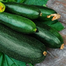 Dark Green Zucchini Summer Squash Seeds  Variety Sizes - £5.28 GBP