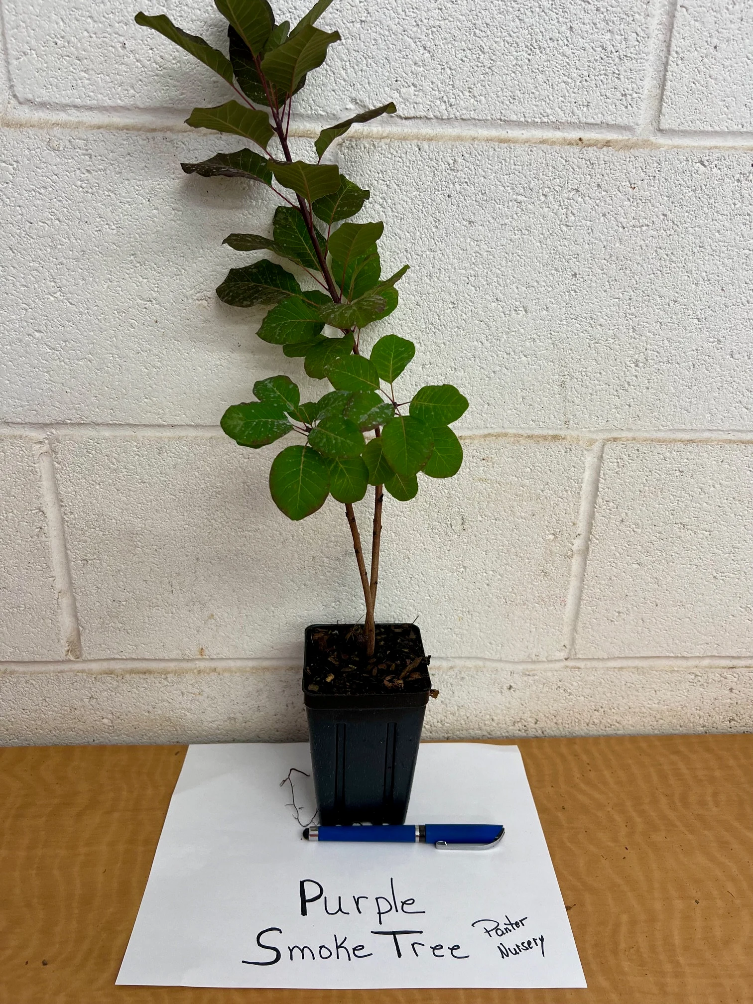 PURPLE SMOKE tree 4" pot image 2