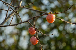 5 Common Persimmon Diospyros virginian Native Edible Fruit Tree Seeds - £6.38 GBP