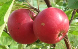 25 Rosette Apple Seeds Non-GMO, Heirloom, Fast Shipping - $8.96