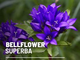 50 Bellflower Superba Seeds Campanula glomerata Heirloom Flower Showy Blooms - £12.67 GBP
