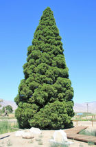 40 Seeds GIANT SEQUOIA Sequoiadendron Giganteum Sierra Redwood Tree  - £14.11 GBP