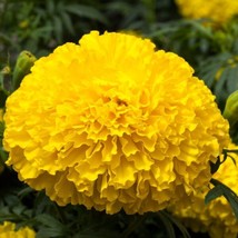 MARIGOLD SEEDS 25 SEEDS MARIGOLD BIG TOP YELLOW AFRICAN MARIGOLD SEEDS  - £17.96 GBP