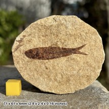 Fossil fish gift in matrix eocene genuine uk seller - £19.48 GBP