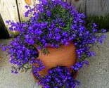 Lobelia Purple Trailing Flower Ground Cover &amp; Hanging Basket 100 Seeds Ts - £5.17 GBP