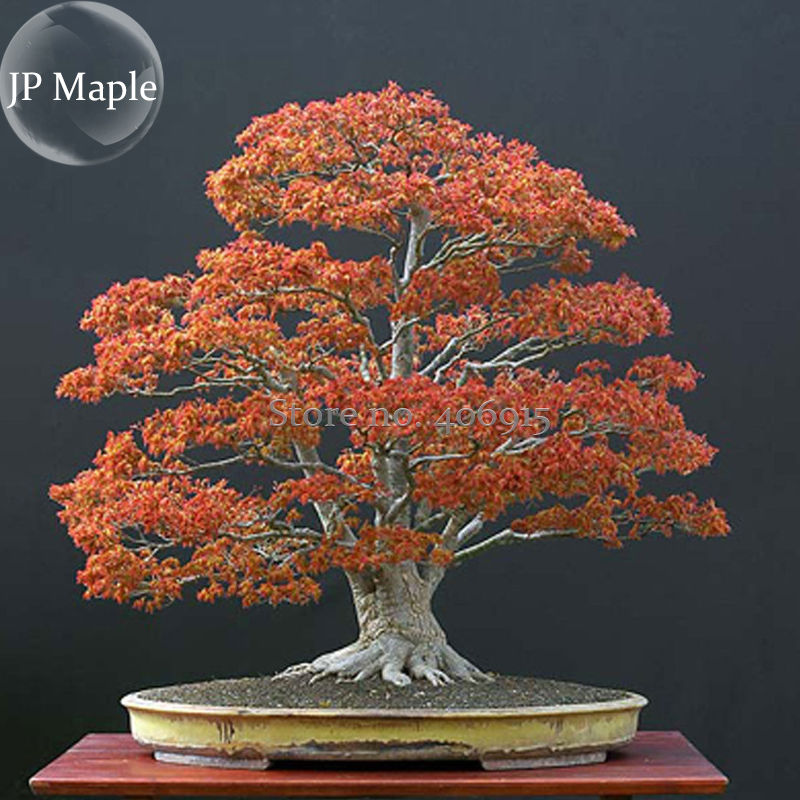 Northern Sugar Acer Japanese Maple Tree 20 Seeds Bonsai Ornamental Tree ... - $7.00