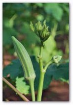 Okra Seed, Perkins Long Pod, Heirloom, Organic, Non Gmo, 100 Seeds, Okra Seeds - £6.39 GBP