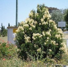 LWSTORE Ligustrum Lucidum Chinese Glossy Or Waxleaf Privet  100 Seeds USPS Shipp - £6.46 GBP